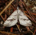Scelidacantha angelicata - Hodges#7632 - photo 3