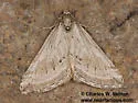 Scelidacantha fuscata - Hodges#7629 - Scelidacantha fuscata