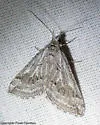 Scelidacantha fuscata - Hodges#7629 - photo 3
