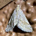 Scelidacantha fuscata - Hodges#7629 - photo 4