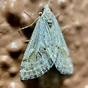 Scelidacantha fuscata - Hodges#7629 - photo 5