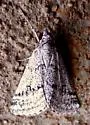 Scelidacantha triseriata - Hodges#7634