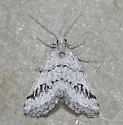 Scelidacantha triseriata - Hodges#7634 - photo 3