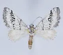 Scelidacantha triseriata - Hodges#7634 - photo 4