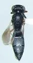 Scelio floridanus