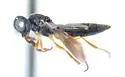 Scelio floridanus - photo 2