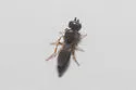 Scelio floridanus - photo 4