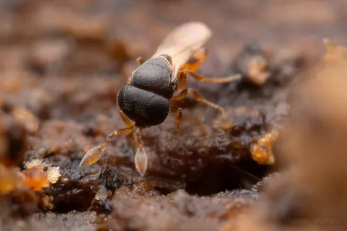 Scelionidae - photo 3