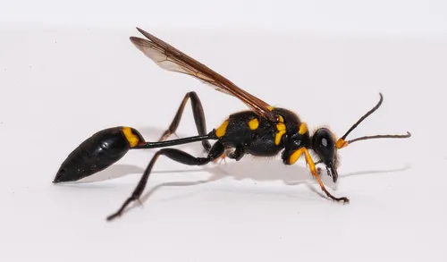 Clayman's Mud Dauber Wasp