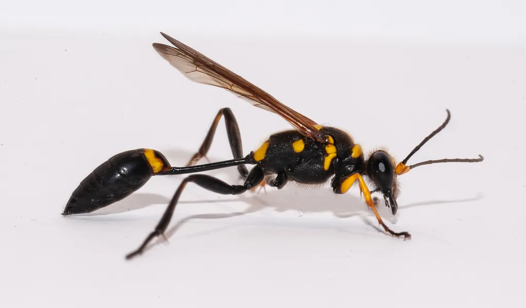 Clayman's Mud Dauber Wasp - photo 2