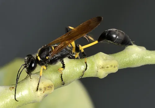 Sceliphron madraspatanum
