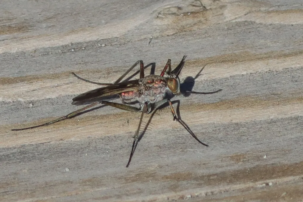 Scellus virago - photo 2