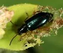 Scelolyperus lecontii