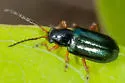 Scelolyperus lecontii - photo 3
