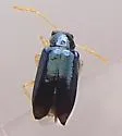 Scelolyperus liriophilus
