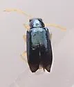 Scelolyperus liriophilus - photo 2