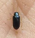 Scelolyperus liriophilus - photo 3