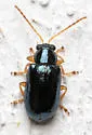 Scelolyperus liriophilus - photo 4