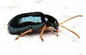 Scelolyperus liriophilus - photo 5