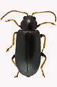 Scelolyperus meracus - Scelolyperus meracus