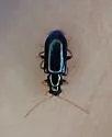 Scelolyperus meracus - photo 4