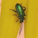 Scelolyperus schwarzii