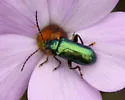 Scelolyperus schwarzii - photo 2