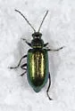 Scelolyperus schwarzii - photo 3