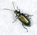 Scelolyperus schwarzii - photo 4