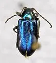 Scelolyperus smaragdinus