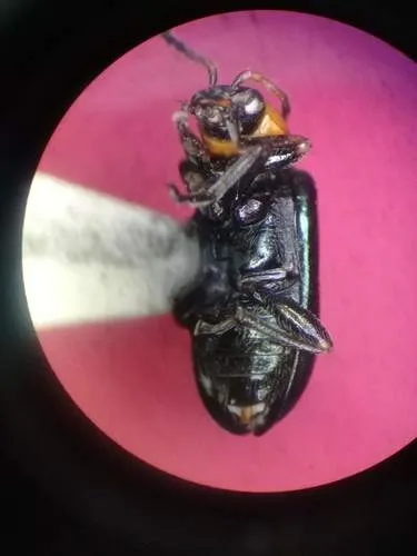Scelolyperus torquatus