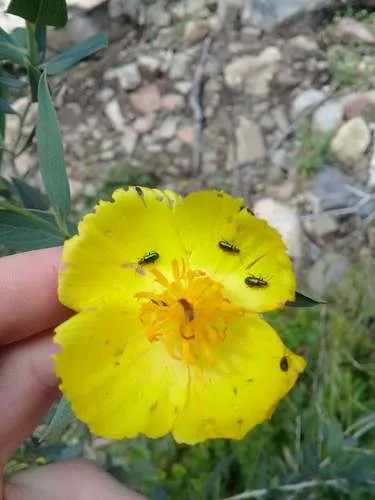 Scelolyperus torquatus - photo 2