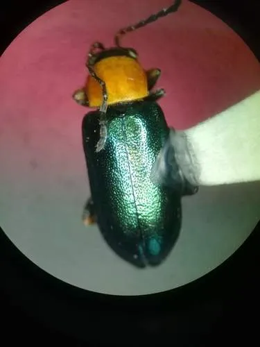 Scelolyperus torquatus - photo 3