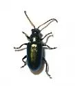 Scelolyperus varipes
