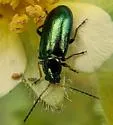 Scelolyperus varipes - photo 2