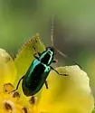 Scelolyperus varipes - photo 3