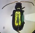 Scelolyperus varipes - photo 4