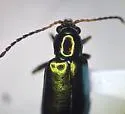 Scelolyperus varipes - photo 5