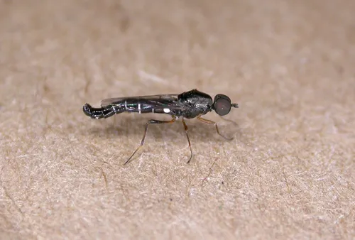 Window Flies - Scenopinidae