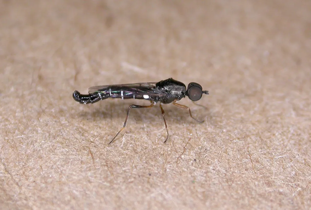 Window Flies - photo 2