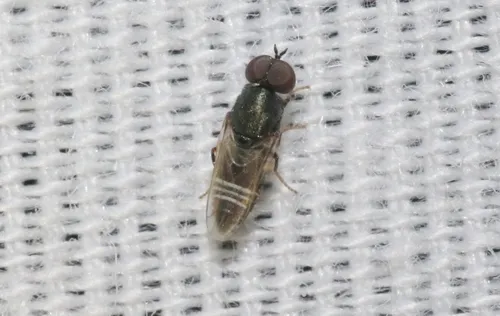 Scenopinus beameri
