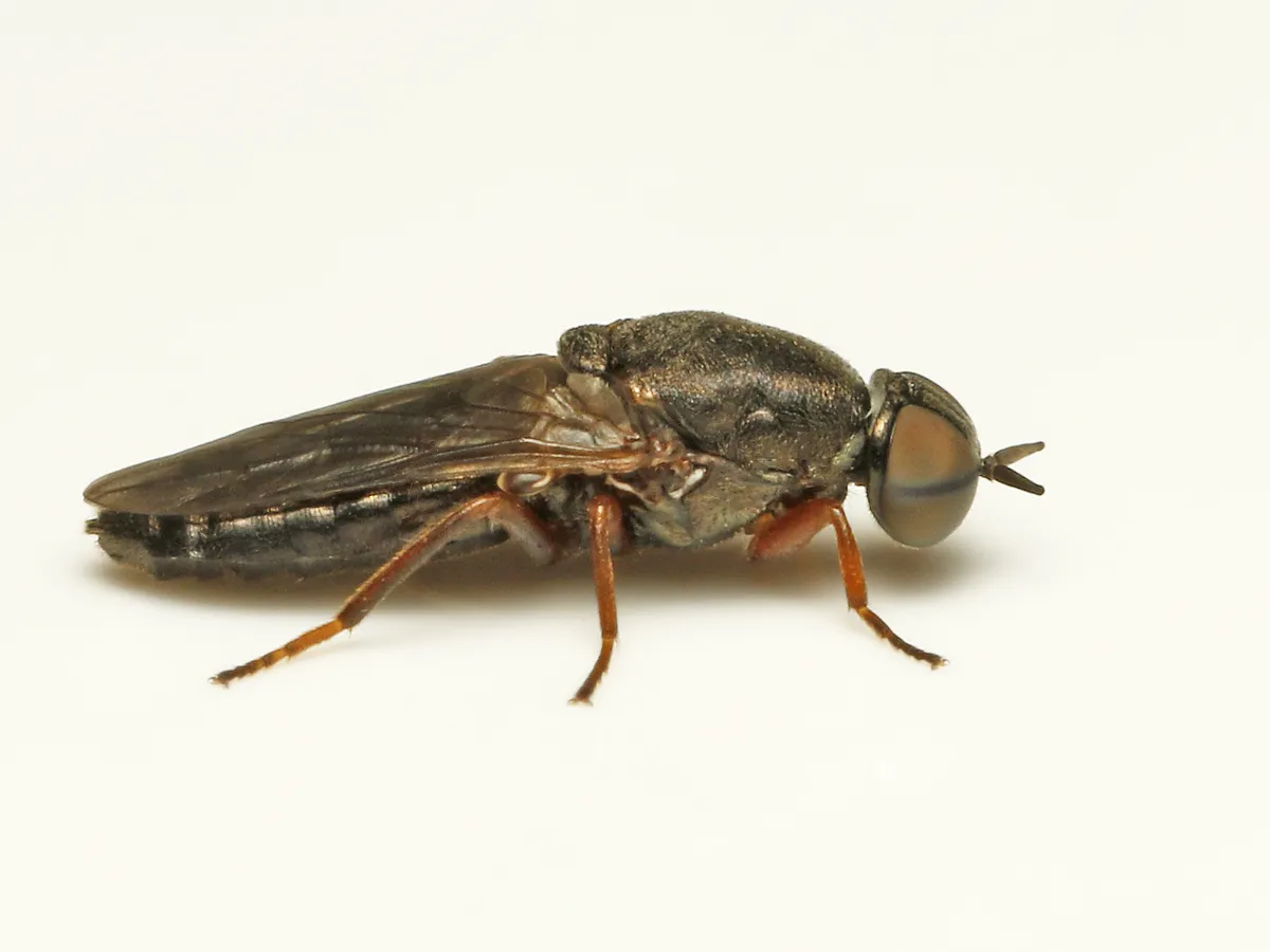 Window Fly