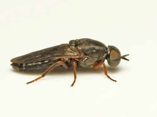 Window Fly - photo 3