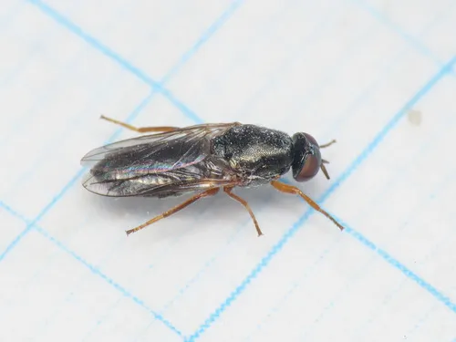 Scenopinus glabrifrons