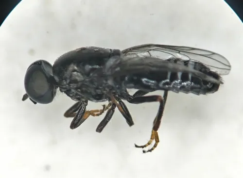 Scenopinus jerei