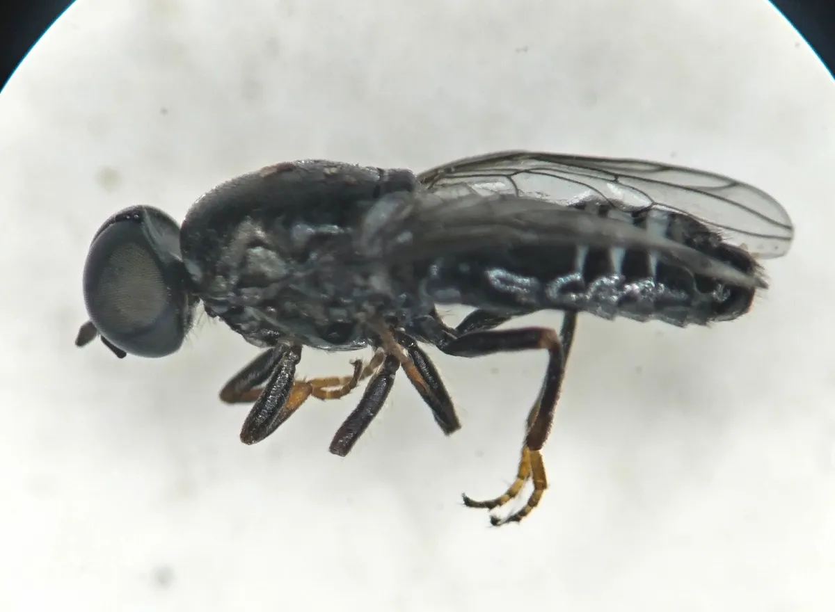 Scenopinus jerei - photo 3