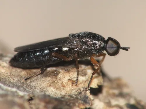 Scenopinus lesinensis