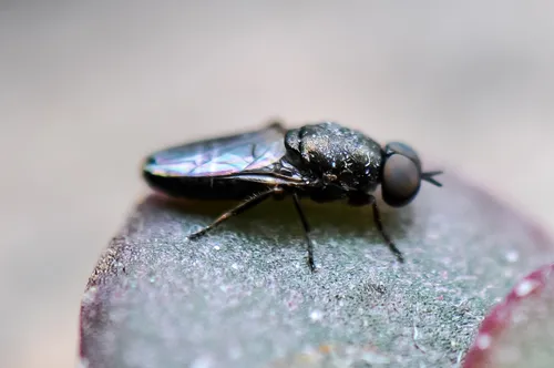 Scenopinus niger