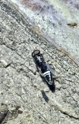 Scenopinus velutinus