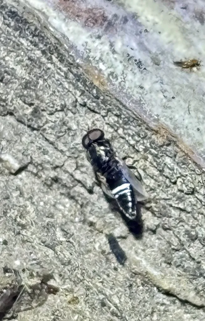 Scenopinus velutinus - photo 2